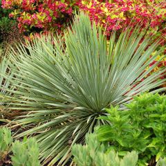 Juka rostrata ' Sapphire Skies'